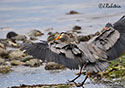 Ardea herodias